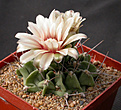 Нажмите на изображение для увеличения.

Название:	Gymnocalycium_multiflorum_DJF369.jpg
Просмотров:	265
Размер:	124.8 Кб
ID:	316254