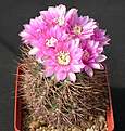 Нажмите на изображение для увеличения.

Название:	Gymnocalycium_neuhuberi.jpg
Просмотров:	277
Размер:	157.8 Кб
ID:	316255