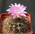 Нажмите на изображение для увеличения.

Название:	Gymnocalycium_nidulans_P138.jpg
Просмотров:	282
Размер:	155.0 Кб
ID:	316256