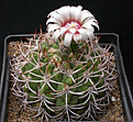 Нажмите на изображение для увеличения.

Название:	Gymnocalycium_nigriareolatum_densispinum.jpg
Просмотров:	273
Размер:	147.0 Кб
ID:	316257