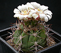Нажмите на изображение для увеличения.

Название:	Gymnocalycium_nigriareolatum_simoi2.jpg
Просмотров:	309
Размер:	113.7 Кб
ID:	316258