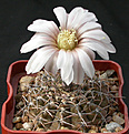 Нажмите на изображение для увеличения.

Название:	Gymnocalycium_occultum_P131.jpg
Просмотров:	273
Размер:	128.1 Кб
ID:	316259