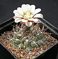 Нажмите на изображение для увеличения.

Название:	Gymnocalycium_ochoterenae_STO210.jpg
Просмотров:	276
Размер:	146.6 Кб
ID:	316261