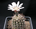 Нажмите на изображение для увеличения.

Название:	Gymnocalycium_ochoterenai_herbstoferianum.jpg
Просмотров:	313
Размер:	103.2 Кб
ID:	316262