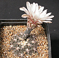 Нажмите на изображение для увеличения.

Название:	Gymnocalycium_piltziorum_STO514.jpg
Просмотров:	269
Размер:	166.1 Кб
ID:	316263