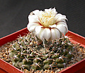 Нажмите на изображение для увеличения.

Название:	Gymnocalycium_quehlianum_albispinum_R103A.jpg
Просмотров:	253
Размер:	142.7 Кб
ID:	316264