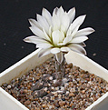 Нажмите на изображение для увеличения.

Название:	Gymnocalycium_ragonesei_P18.jpg
Просмотров:	311
Размер:	109.6 Кб
ID:	316265