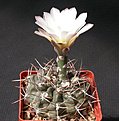 Нажмите на изображение для увеличения.

Название:	Gymnocalycium_reductum.jpg
Просмотров:	273
Размер:	118.8 Кб
ID:	316266