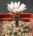 Нажмите на изображение для увеличения.

Название:	Gymnocalycium_riojense_VS55.jpg
Просмотров:	285
Размер:	121.2 Кб
ID:	316267