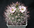 Нажмите на изображение для увеличения.

Название:	Gymnocalycium_saglionis.jpg
Просмотров:	304
Размер:	133.3 Кб
ID:	316268