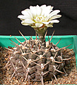 Нажмите на изображение для увеличения.

Название:	Gymnocalycium_schroederianum.jpg
Просмотров:	255
Размер:	118.1 Кб
ID:	316269