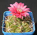 Нажмите на изображение для увеличения.

Название:	Gymnocalycium_schuetzianum_FR430.jpg
Просмотров:	252
Размер:	147.1 Кб
ID:	316270