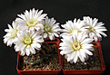 Нажмите на изображение для увеличения.

Название:	Gymnocalycium_taningaense_P122.jpg
Просмотров:	310
Размер:	108.4 Кб
ID:	316272