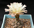 Нажмите на изображение для увеличения.

Название:	Gymnocalycium_uebelmannianum.jpg
Просмотров:	258
Размер:	97.1 Кб
ID:	316273