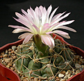 Нажмите на изображение для увеличения.

Название:	Gymnocalycium_uruguayense_roseiflorum.jpg
Просмотров:	308
Размер:	134.8 Кб
ID:	316274