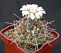 Нажмите на изображение для увеличения.

Название:	Gymnocalycium_vatteri.jpg
Просмотров:	262
Размер:	125.7 Кб
ID:	316275