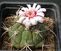 Нажмите на изображение для увеличения.

Название:	Gymnocalycium_comarapense.jpg
Просмотров:	260
Размер:	118.6 Кб
ID:	316278