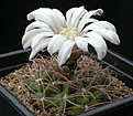 Нажмите на изображение для увеличения.

Название:	Gymnocalycium_ritterianum_R219.jpg
Просмотров:	261
Размер:	114.9 Кб
ID:	316279