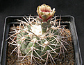 Нажмите на изображение для увеличения.

Название:	Gymnocalycium_spegazzinii.jpg
Просмотров:	312
Размер:	134.7 Кб
ID:	316280