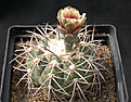 Нажмите на изображение для увеличения.

Название:	Gymnocalycium_spegazzinii.jpg
Просмотров:	268
Размер:	134.7 Кб
ID:	316280