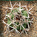 Нажмите на изображение для увеличения.

Название:	Gymnocalycium_catamarcense_P73.jpg
Просмотров:	260
Размер:	157.6 Кб
ID:	316282