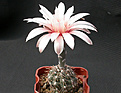 Нажмите на изображение для увеличения.

Название:	Gymnocalycium_poeschlii_B332.jpg
Просмотров:	302
Размер:	84.5 Кб
ID:	316283