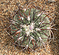 Нажмите на изображение для увеличения.

Название:	Gymnocalycium_spegazzinii_major.jpg
Просмотров:	258
Размер:	177.3 Кб
ID:	316284