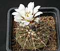 Нажмите на изображение для увеличения.

Название:	Gymnocalycium_triacanthum.jpg
Просмотров:	317
Размер:	121.2 Кб
ID:	316285
