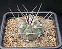Нажмите на изображение для увеличения.

Название:	Gymnocalycium_castellanosii_bozsingianum_P205.jpg
Просмотров:	299
Размер:	147.5 Кб
ID:	316391