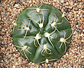 Нажмите на изображение для увеличения.

Название:	Gymnocalycium_denudatum_GF304.jpg
Просмотров:	298
Размер:	177.1 Кб
ID:	316392