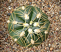 Нажмите на изображение для увеличения.

Название:	Gymnocalycium_denudatum_MM418.jpg
Просмотров:	308
Размер:	180.4 Кб
ID:	316393