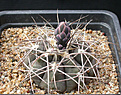 Нажмите на изображение для увеличения.

Название:	Gymnocalycium_hossei_P139.jpg
Просмотров:	260
Размер:	157.1 Кб
ID:	316394