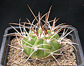 Нажмите на изображение для увеличения.

Название:	Gymnocalycium_mazanense_polycephalum_P223.jpg
Просмотров:	257
Размер:	132.5 Кб
ID:	316395