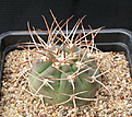 Нажмите на изображение для увеличения.

Название:	Gymnocalycium_mazanense_polycephalum_VS46.jpg
Просмотров:	251
Размер:	170.4 Кб
ID:	316396