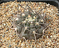 Нажмите на изображение для увеличения.

Название:	Gymnocalycium_mucidum_P36A.jpg
Просмотров:	246
Размер:	182.9 Кб
ID:	316397