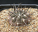 Нажмите на изображение для увеличения.

Название:	Gymnocalycium_piltziorum_P38.jpg
Просмотров:	299
Размер:	171.3 Кб
ID:	316398