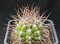 Нажмите на изображение для увеличения.

Название:	Gymnocalycium_valnicekianum_P83.jpg
Просмотров:	277
Размер:	141.3 Кб
ID:	316399