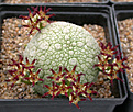 Нажмите на изображение для увеличения.

Название:	Pseudolithos_sphaericus_DSCN5790.jpg
Просмотров:	331
Размер:	127.1 Кб
ID:	316401