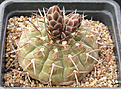 Нажмите на изображение для увеличения.

Название:	Gymnocalycium_bodenbenderianum_P76C.jpg
Просмотров:	258
Размер:	137.4 Кб
ID:	316430