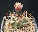 Нажмите на изображение для увеличения.

Название:	Gymnocalycium_pugionacanthum.jpg
Просмотров:	210
Размер:	146.8 Кб
ID:	316433