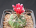 Нажмите на изображение для увеличения.

Название:	Gymnocalycium_tillianum_WR227.jpg
Просмотров:	215
Размер:	125.2 Кб
ID:	316434