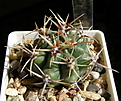 Нажмите на изображение для увеличения.

Название:	Gymnocalycium_achirasense_314_016__.jpg
Просмотров:	229
Размер:	88.9 Кб
ID:	316464