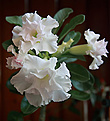 Нажмите на изображение для увеличения.

Название:	IMG_2754b.jpg
Просмотров:	203
Размер:	118.4 Кб
ID:	316552