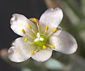 Нажмите на изображение для увеличения.

Название:	flower_Anacampseros_albissima.jpg
Просмотров:	214
Размер:	73.2 Кб
ID:	316608