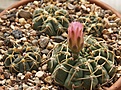 Нажмите на изображение для увеличения.

Название:	G.urugvaensev.roseiflorum.jpg
Просмотров:	282
Размер:	148.2 Кб
ID:	316623