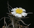 Нажмите на изображение для увеличения.

Название:	Tephrocactus_articulatus_IMG_4919.jpg
Просмотров:	245
Размер:	87.3 Кб
ID:	316894