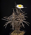 Нажмите на изображение для увеличения.

Название:	Tephrocactus_articulatus_IMG_4912.jpg
Просмотров:	246
Размер:	98.4 Кб
ID:	316895