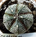 Нажмите на изображение для увеличения.

Название:	Astrophytum CoAs_6.11.JPG
Просмотров:	303
Размер:	153.1 Кб
ID:	317085