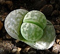 Нажмите на изображение для увеличения.

Название:	Lithops marmorata_6.11.JPG
Просмотров:	407
Размер:	165.2 Кб
ID:	317168