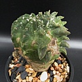 Нажмите на изображение для увеличения.

Название:	CHIMERAMutantAripcarpusrutusus+Echinopsis.jpg
Просмотров:	545
Размер:	85.4 Кб
ID:	317174